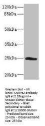 SNRPB2 Antibody