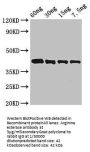 Arginine esterase Antibody