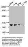 hupB Antibody