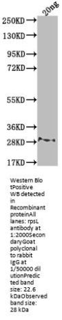 rpsL Antibody
