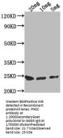 PNCC Antibody