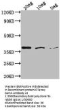 bamA Antibody