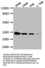CSPG Antibody