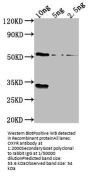 OXYR Antibody
