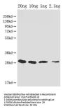 mazF Antibody