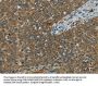Rabbit anti-human E2F6 polyclonal antibody