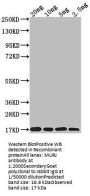MURJ Antibody