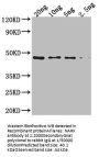NARX Antibody