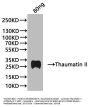 Thaumatin II Antibody