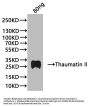Thaumatin II Antibody