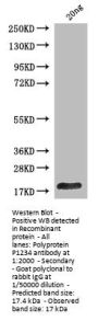 lacY Antibody