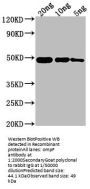OMPF Antibody