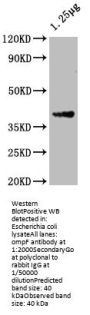 OMPF Antibody