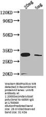 LAMB Antibody