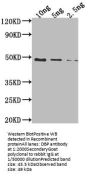 DBP Antibody
