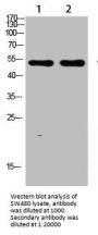 ASIC1 Antibody