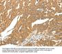 SKP1 Antibody
