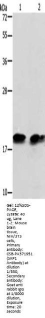 SKP1 Antibody