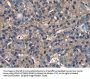 IGFBP5 Antibody