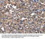 IGFBP5 Antibody