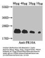 PR10A Antibody