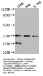 Tsp42Ee Antibody