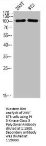 PIK3C3 Antibody
