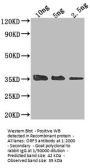 ORF3 Antibody
