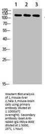 SREBF1 Antibody