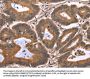 TDP2 Antibody