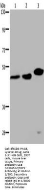 TDP2 Antibody
