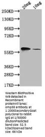 omp38 Antibody