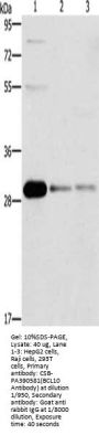 BCL10 Antibody