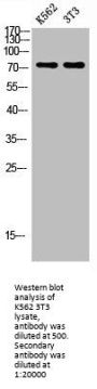 ENG Antibody