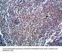 ENG Antibody