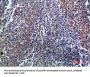 ENG Antibody