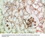 ENG Antibody