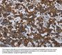 AVEN Antibody