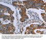 AVEN Antibody
