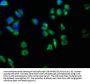 TRABD2B Antibody