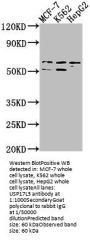 USP17L3 Antibody