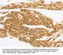 MYC Antibody