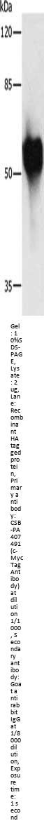 MYC Antibody