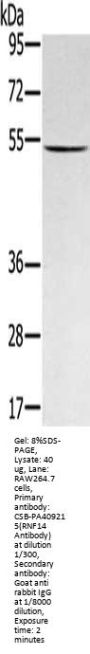 RNF14 Antibody