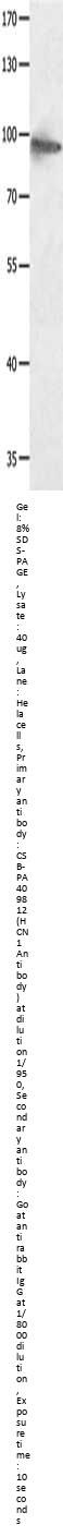 HCN1 Antibody