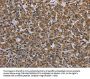 MYO7A Antibody