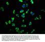 ARHGAP32 Antibody