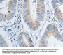 NTF4 Antibody
