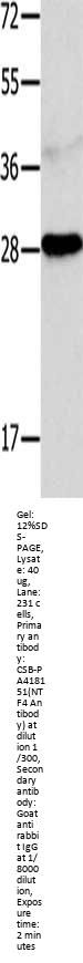 NTF4 Antibody