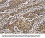 CASP3 Antibody